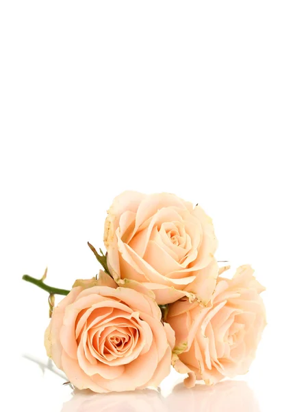 하얀 장미만있는 아름다운 장미 — 스톡 사진