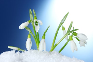 Beautiful snowdrops in snow on blue background clipart