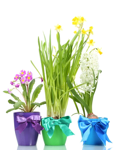 Belas flores de primavera em vasos isolados em branco — Fotografia de Stock