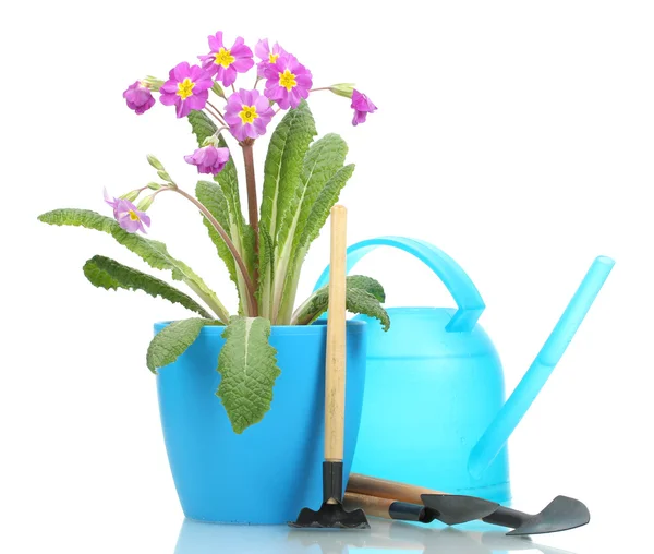 아름 다운 보라색 앵 초는 화분, 정원 도구 및 흰색 절연 물을 수 — 스톡 사진