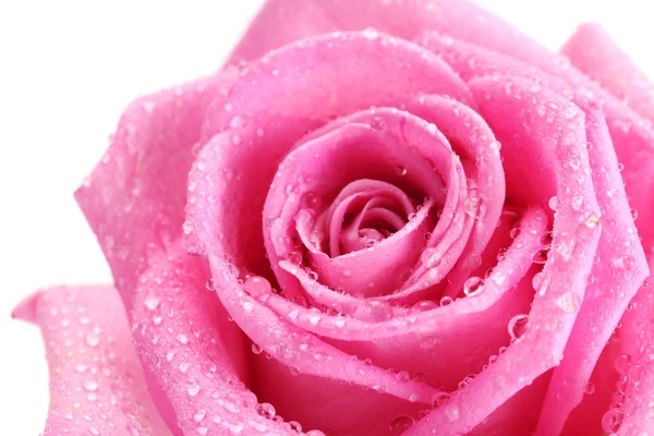 Красивая розовая роза с каплями крупным планом, изолированная на белом — стоковое фото