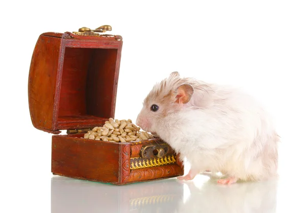 Cute hamster and chest with seeds isolated white — Stock Photo, Image