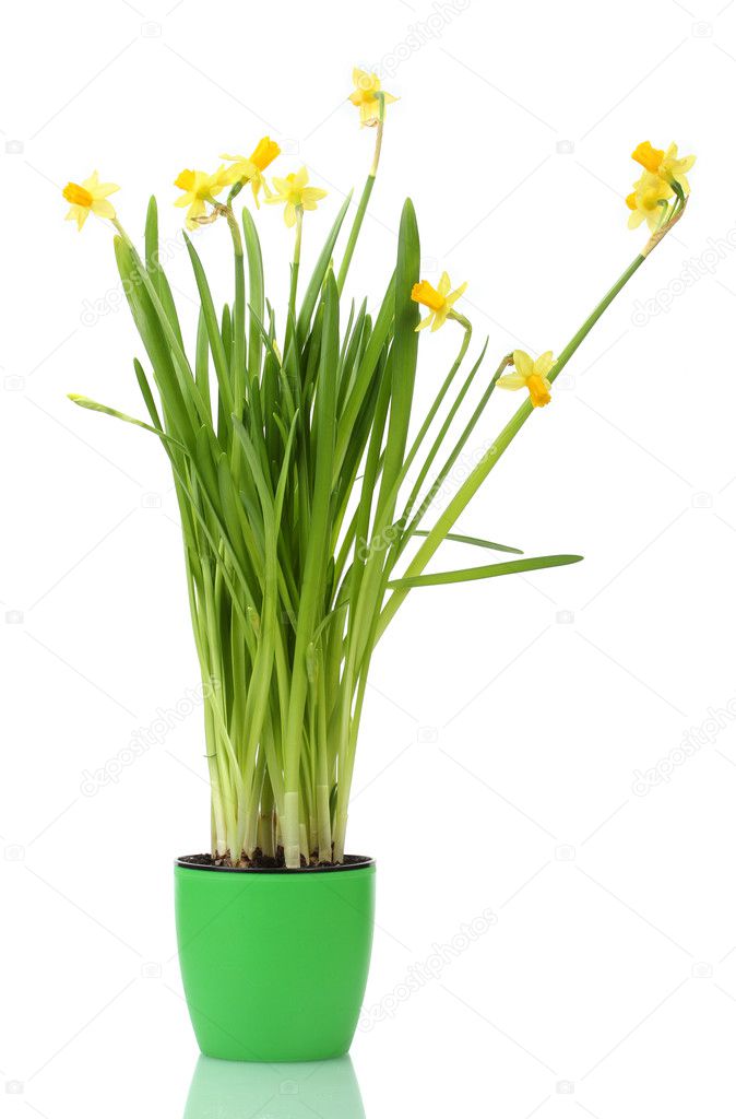 Beautiful yellow daffodils in a flowerpot isolated on white