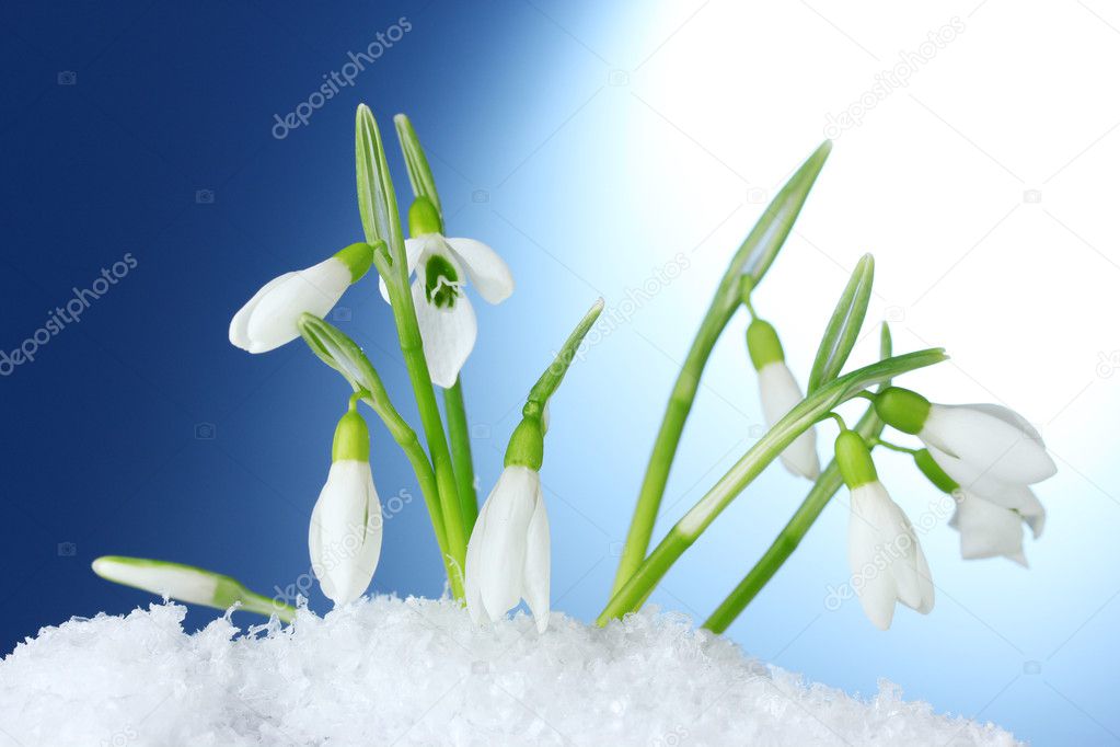 Beautiful snowdrops in snow on blue background