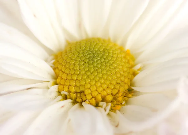 stock image Beautiful daisy closeup