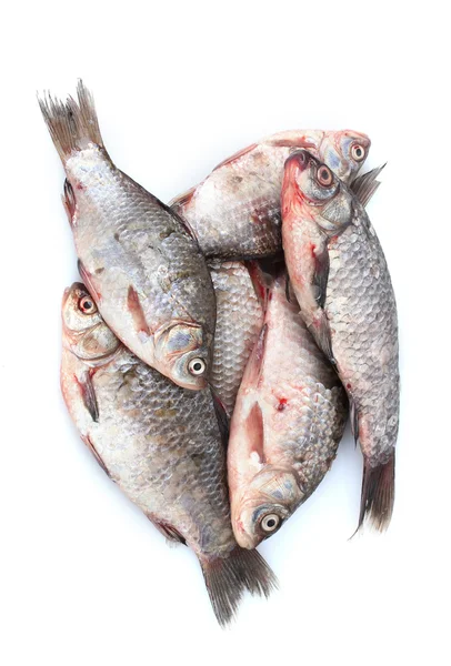 Świeże ryby na białym tle — Zdjęcie stockowe