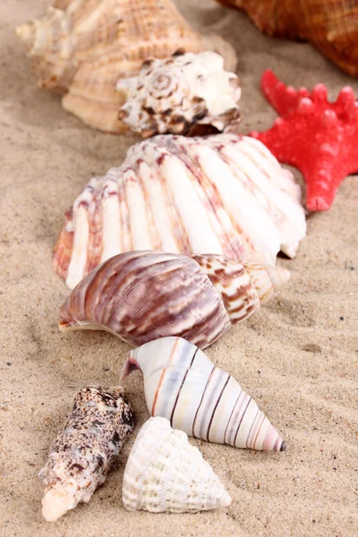 Conchas do mar e estrelas do mar na areia close-up — Fotografia de Stock