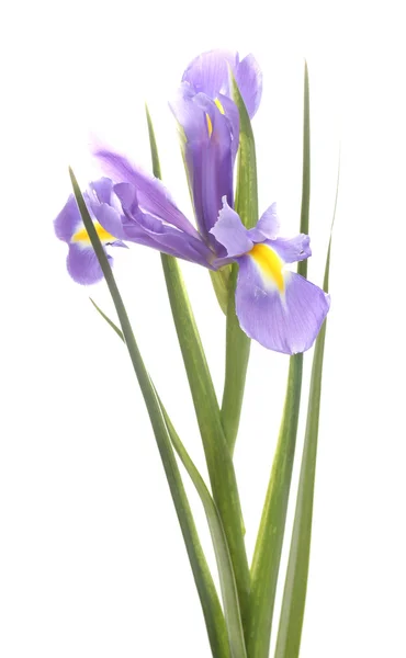 Vackra iris isolerad på vit — Stockfoto