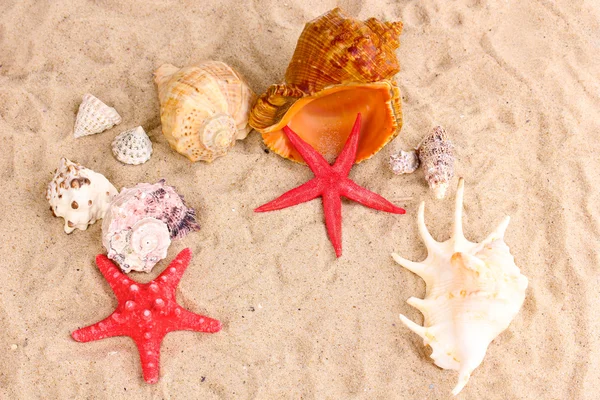 贝壳和 starfishes 在沙滩上 — 图库照片