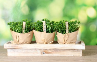 Thyme herb plants in pots with beautiful paper decor on wooden stand on green background clipart