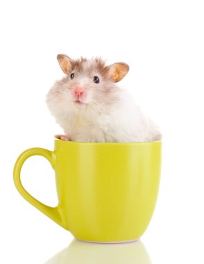 Cute hamster in cup isolated white clipart