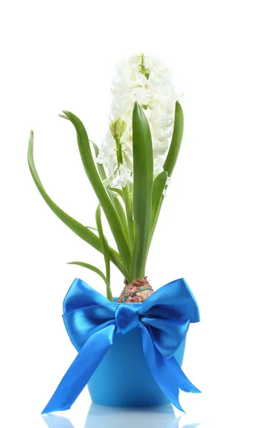Beautiful white hyacinth in blue flowerpot isolated on white — Stock Photo, Image