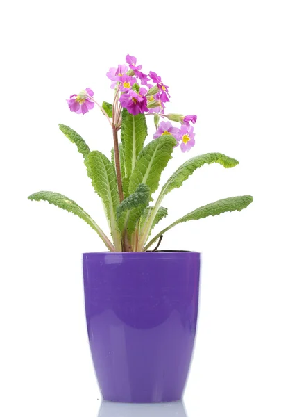 Bella primula viola in un vaso da fiori isolato su bianco — Foto Stock