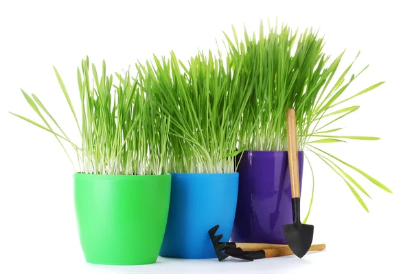 Hermosa hierba en macetas y herramientas de jardín aislados en blanco —  Fotos de Stock