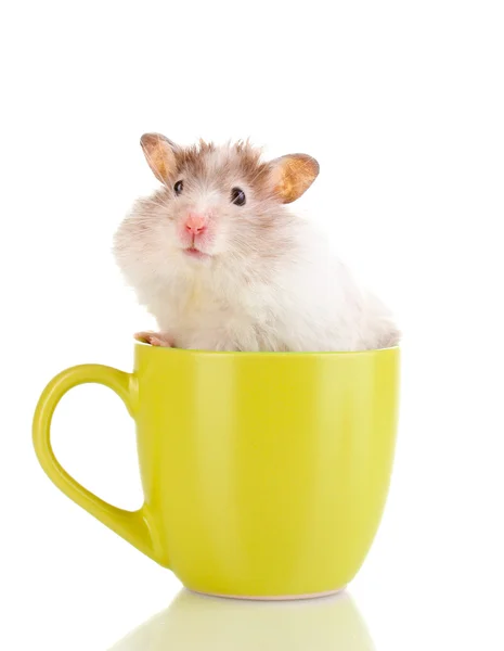 Mignon hamster en tasse isolé blanc — Photo