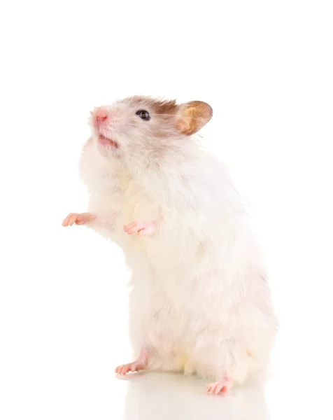 Söt hamster stående isolerade vit — Stockfoto