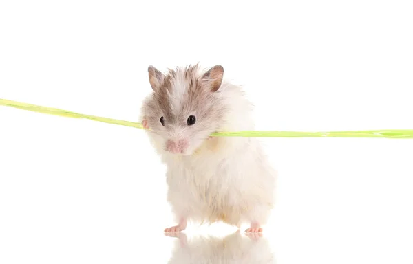 Cute hamster and rope isolated white — Stock Photo, Image