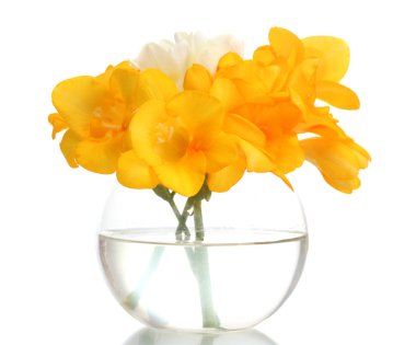 Beautiful yellow freesias in vase isolated on white clipart