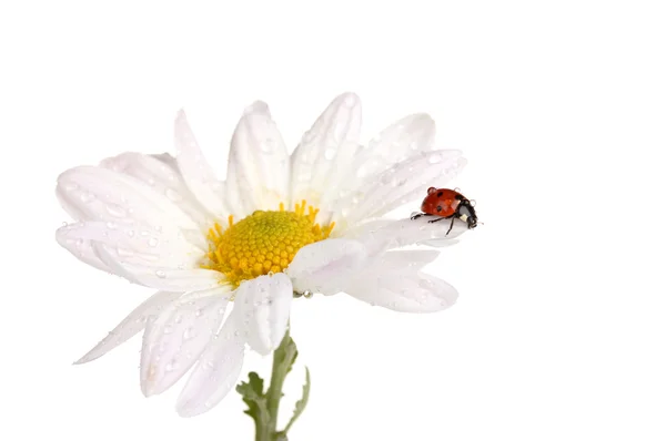 Ladybud sentado en la flor de manzanilla aislado en blanco — Foto de Stock