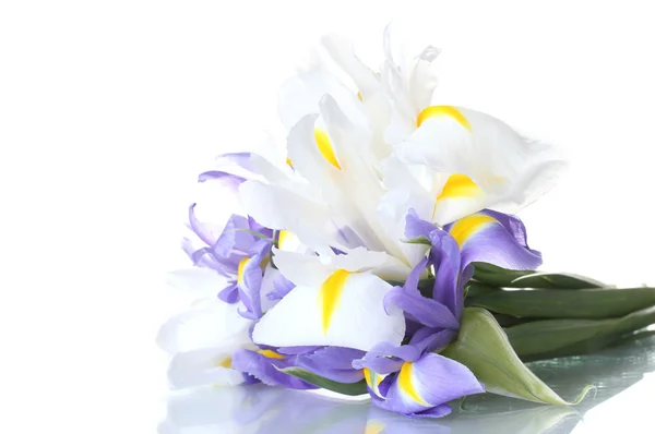 白色上隔绝的美丽明亮鸢尾花 — 图库照片