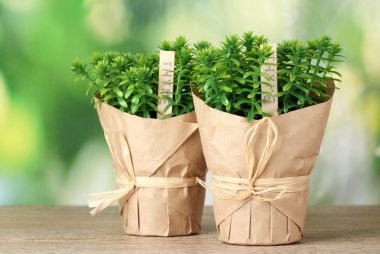 Thyme herb plants in pots with beautiful paper decor on wooden table on green background clipart