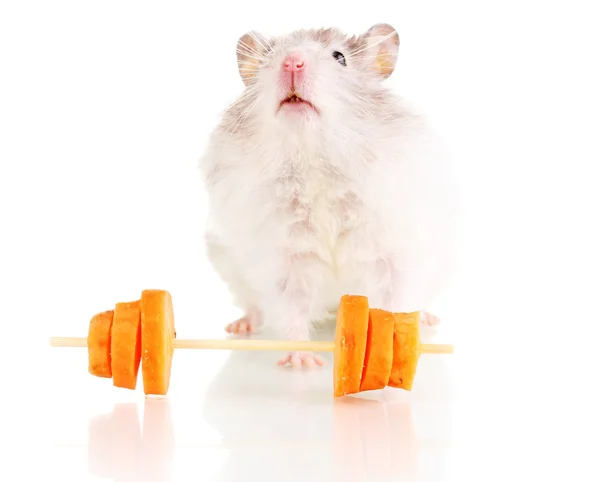 Cute hamster with carrot bar isolated white — Stock Photo, Image