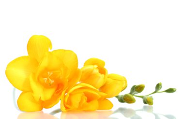 Beautiful yellow freesia isolated on white clipart