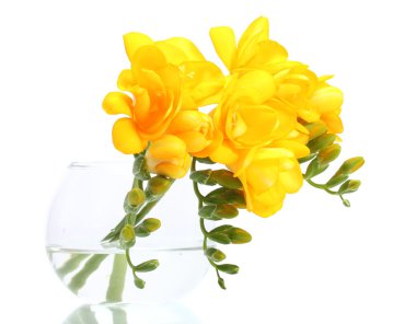 güzel sarı Frezya aranjman beyaz izole