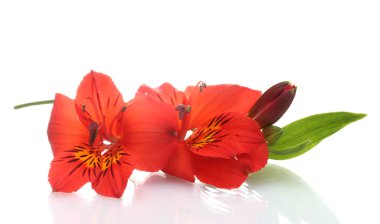 beyaz izole alstroemeria kırmızı çiçekler