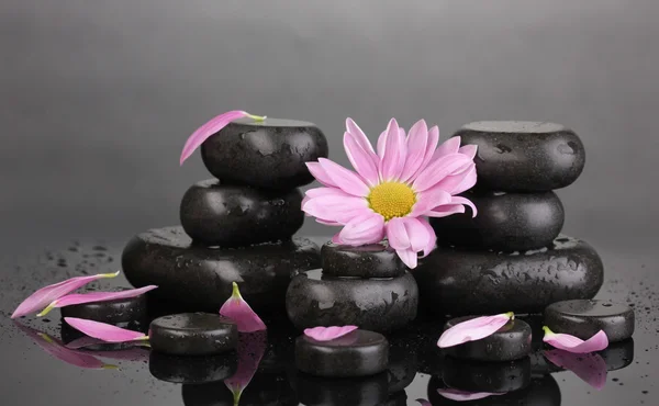 Pedras de spa e flor com gotas de água no fundo cinza — Fotografia de Stock