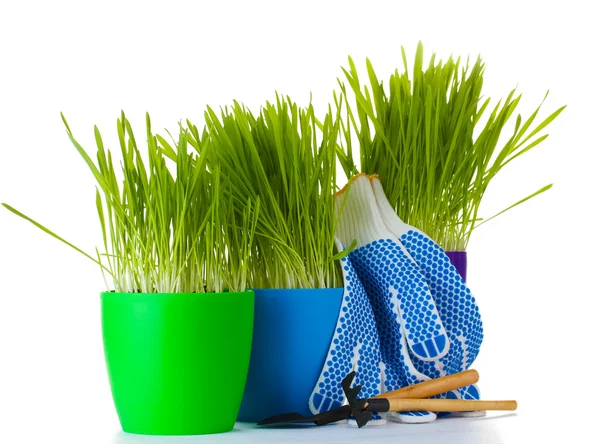植木鉢、園芸工具、白で隔離される手袋で美しい草 — ストック写真