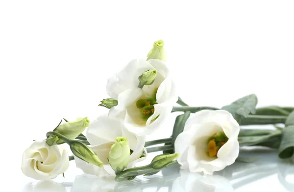 Piękne wiosenne kwiaty na białym tle — Zdjęcie stockowe
