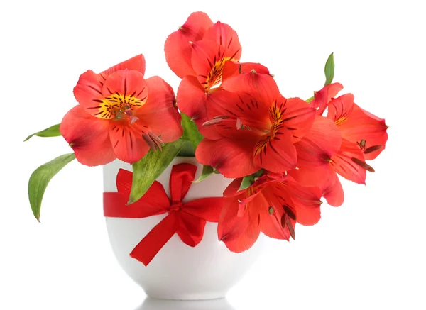 Αλστρομέριες κόκκινα λουλούδια στο βάζο που απομονώνονται σε λευκό — Φωτογραφία Αρχείου