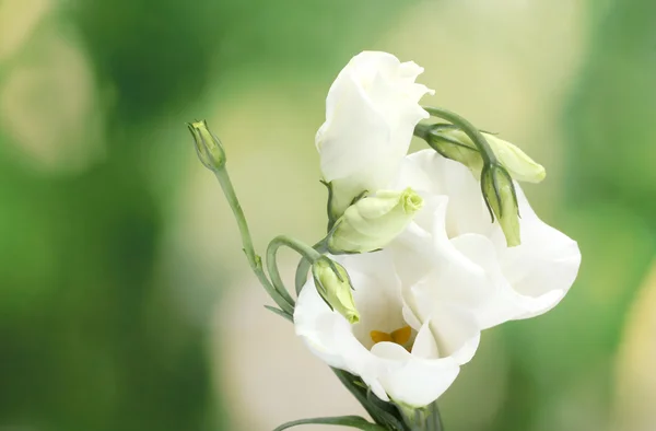 Красивые весенние цветы на зеленом фоне — стоковое фото