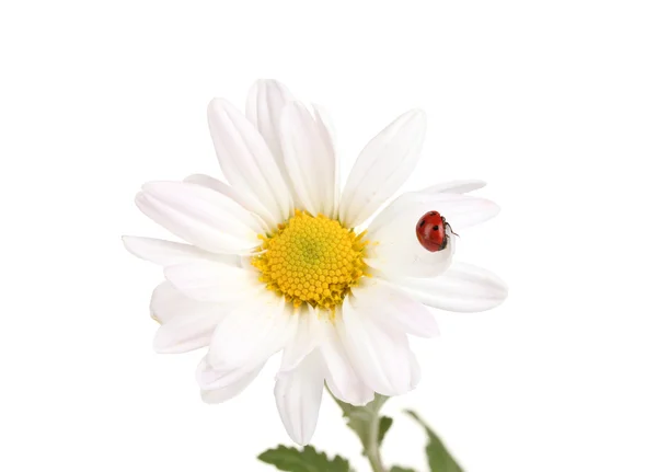 stock image Ladybud sitting on chamomile flower isolated on white