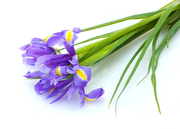 Hermosos iris brillantes aislados en blanco — Foto de Stock