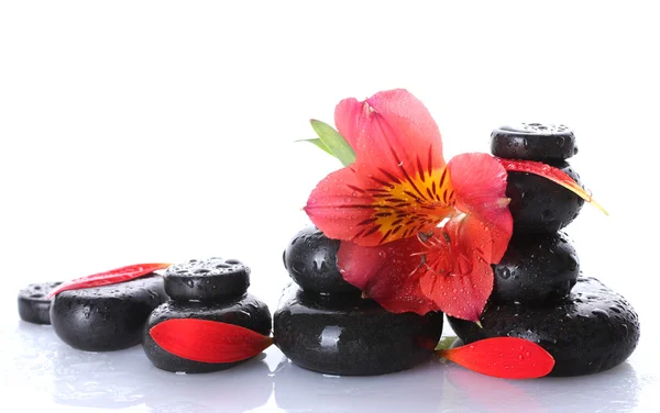 Pietre termali con gocce, fiori rossi e petali isolati su bianco — Foto Stock