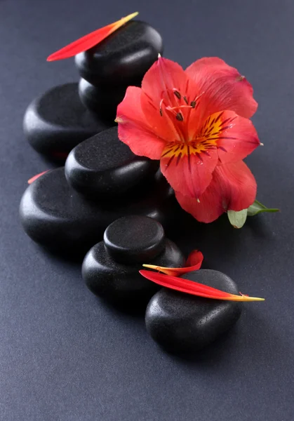 Spa kamienie, czerwony kwiat i płatki na szarym tle — Zdjęcie stockowe