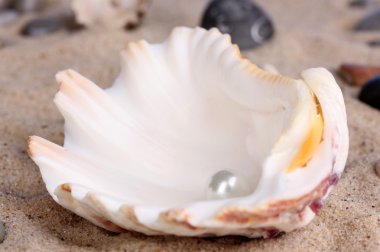 Deniz kabuğu ile pearl üzerinde kum yakın çekim