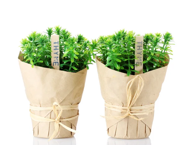 Thyme herb plants in pots with beautiful paper decor isolated on white — Stock Photo, Image