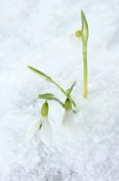 Krásný sněženky v sněhu zblízka — Stock fotografie