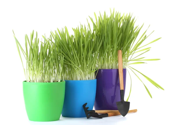 Beautiful grass in a flowerpots and garden tools isolated on white — Stock Photo, Image