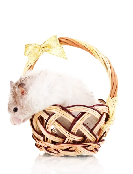 Hamster bonito no cesto isolado branco — Fotografia de Stock