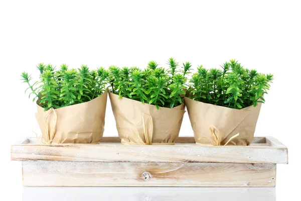 Plantes d'herbes de thym dans des pots avec une belle décoration en papier sur support en bois isolé sur blanc — Photo