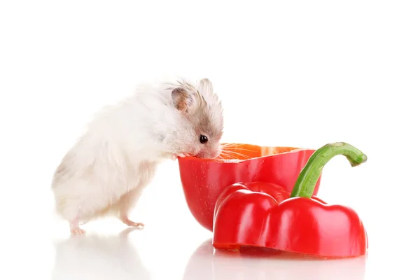 Sevimli hamster ve biber salatası beyaz izole — Stok fotoğraf