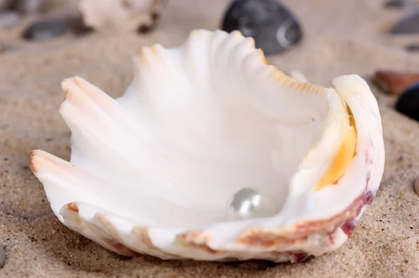 Guscio di mare con perla sulla sabbia primo piano — Foto Stock