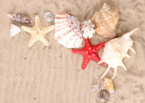 Snäckor och sjöstjärnor på sand — Stockfoto