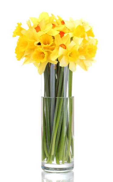 Piękne żółte żonkile w przezroczyste wazy na białym tle — Zdjęcie stockowe