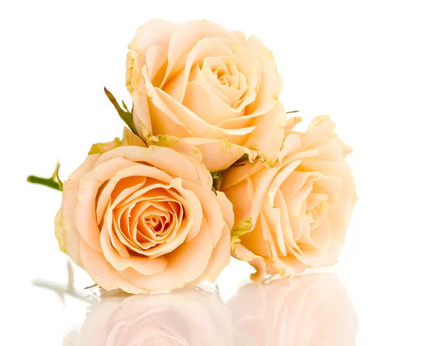Gyönyörű rózsák elszigetelt fehér — Stock Fotó
