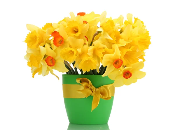 Beautiful yellow daffodils in flowerpot isolated on white — Stock Photo, Image